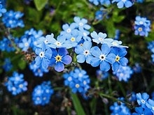 勿忘草_Myosotis_sylvatica_-捷克_Krumlov_Castle,_Czech-_(27563445345).jpg